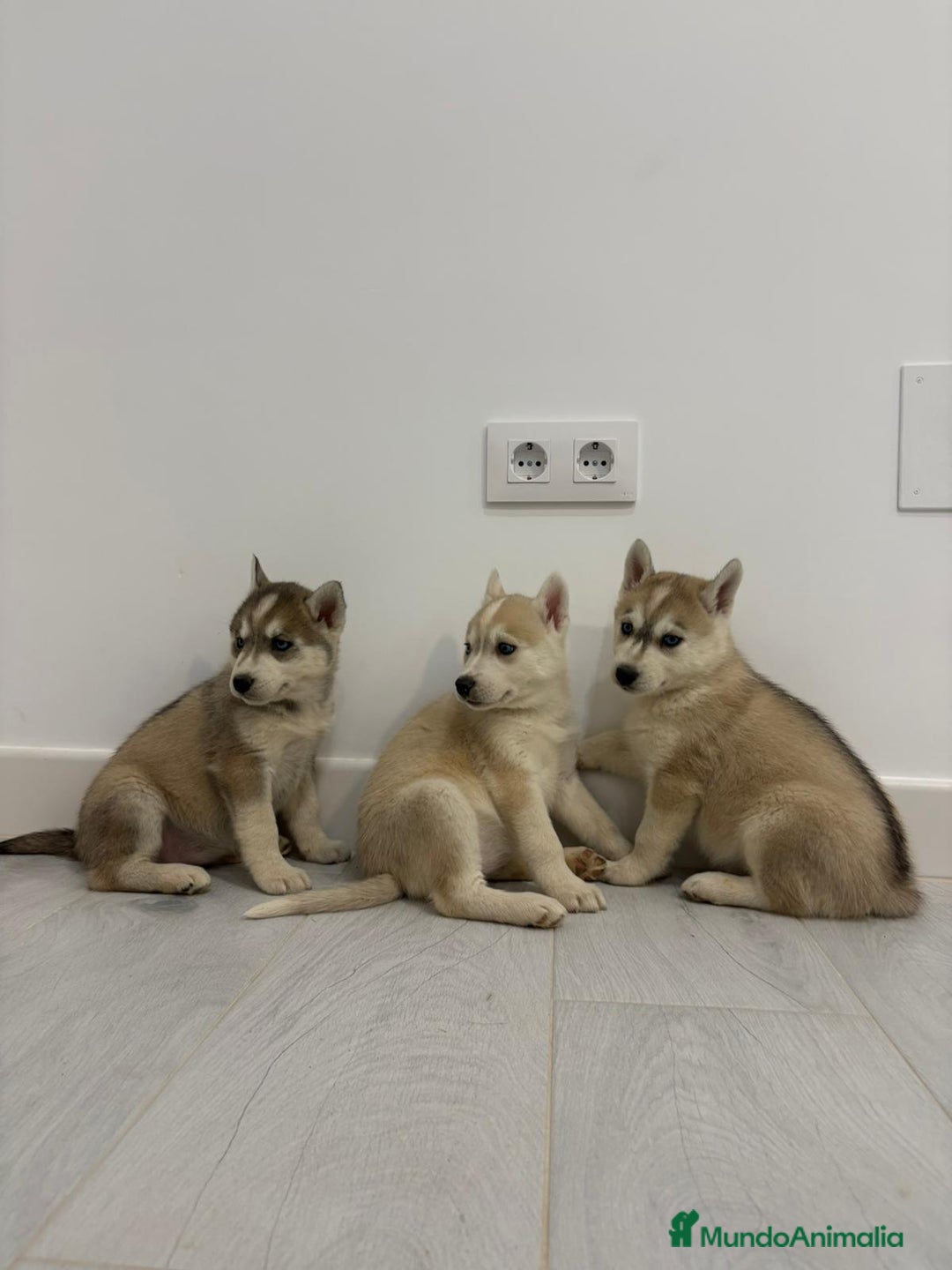 Husky Siberiano perros en venta: Cachorros husky siberianos  - Anuncio 11