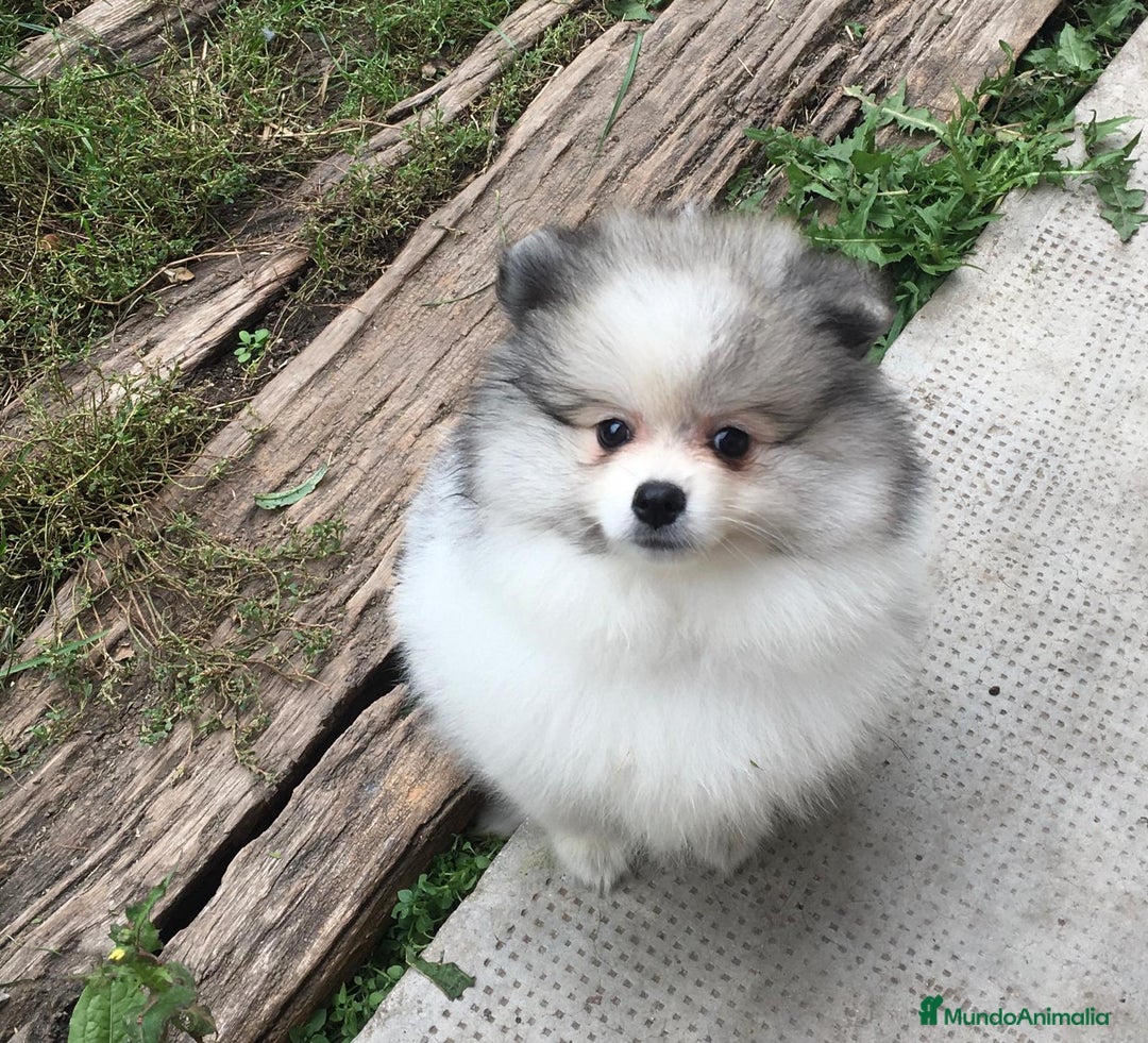 Pomerania perros en venta: Cachorros de Pomerania  - Imagen 6