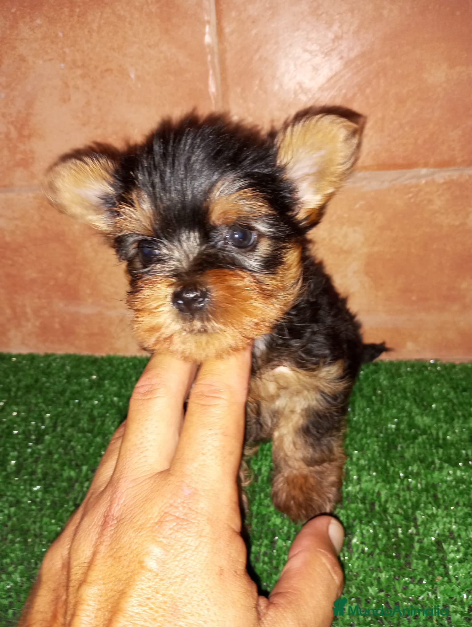Yorkshire Terrier perros Yorkshires miniaturas en Badajoz - Anuncio 23