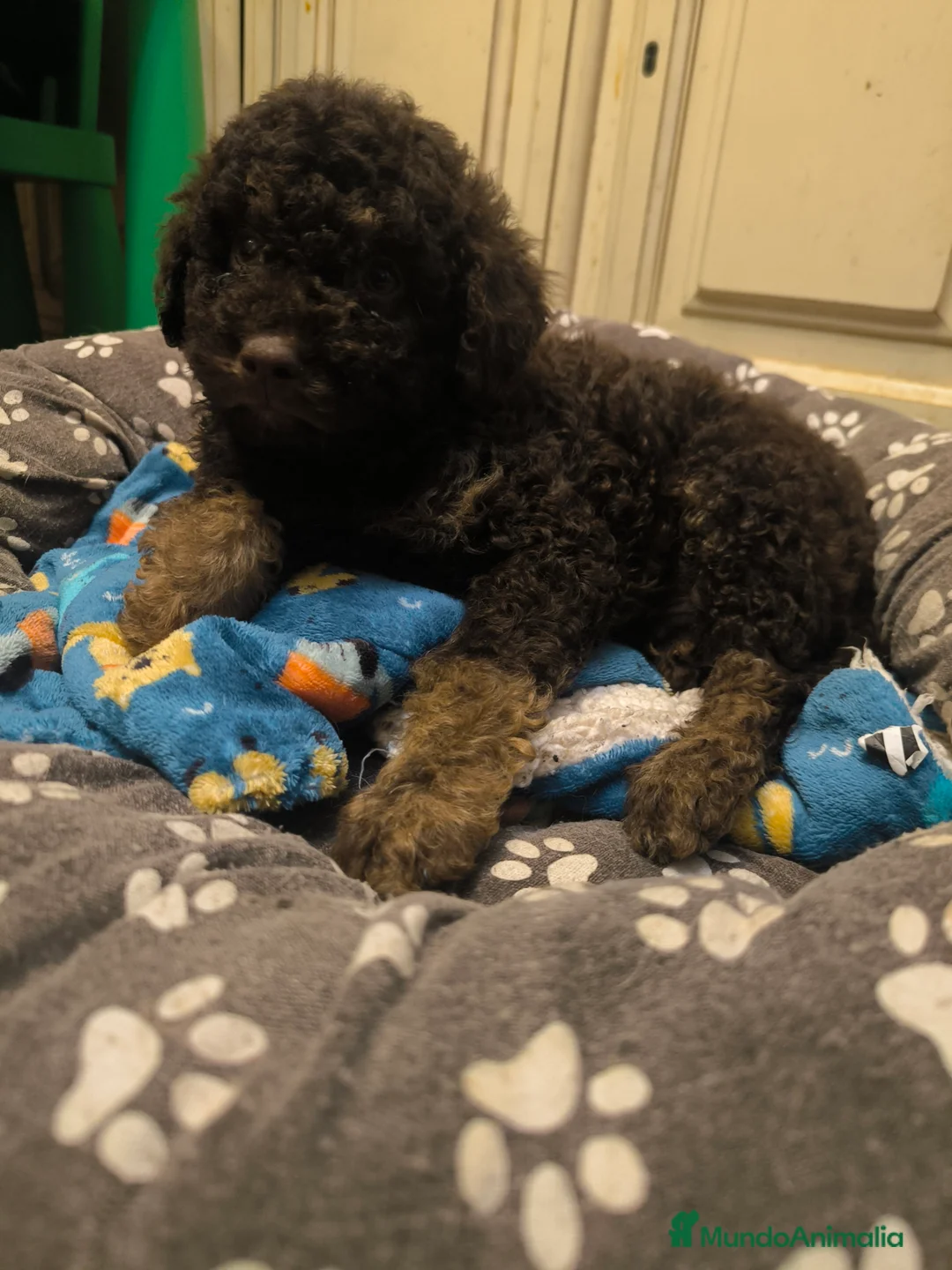 Perro de Agua Español perros en venta: Último cachorro PDA phanton chocolate  - Anuncio 5