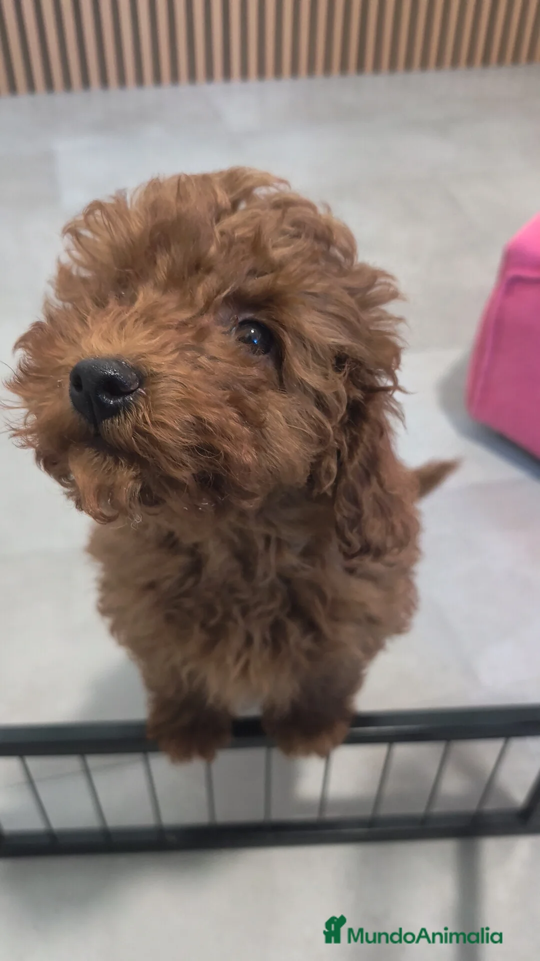 Caniche Toy perros en venta: Caniche Toy macho rojo pimentón  - Anuncio 1