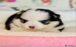 Pomsky perros en venta: Cachorro Pomsky (husky miniatura) - Imagen 8