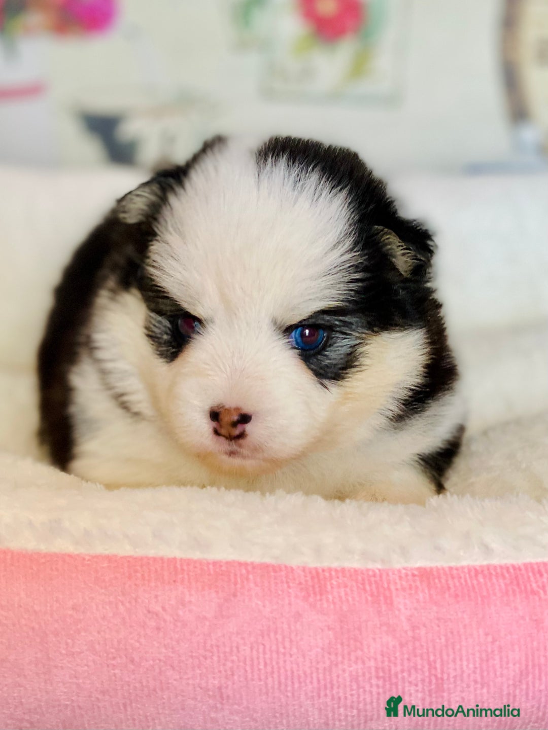 Pomsky perros en venta: Cachorro Pomsky (husky miniatura) - Imagen 8