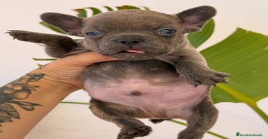 Bulldog Francés perros - Anuncio 8