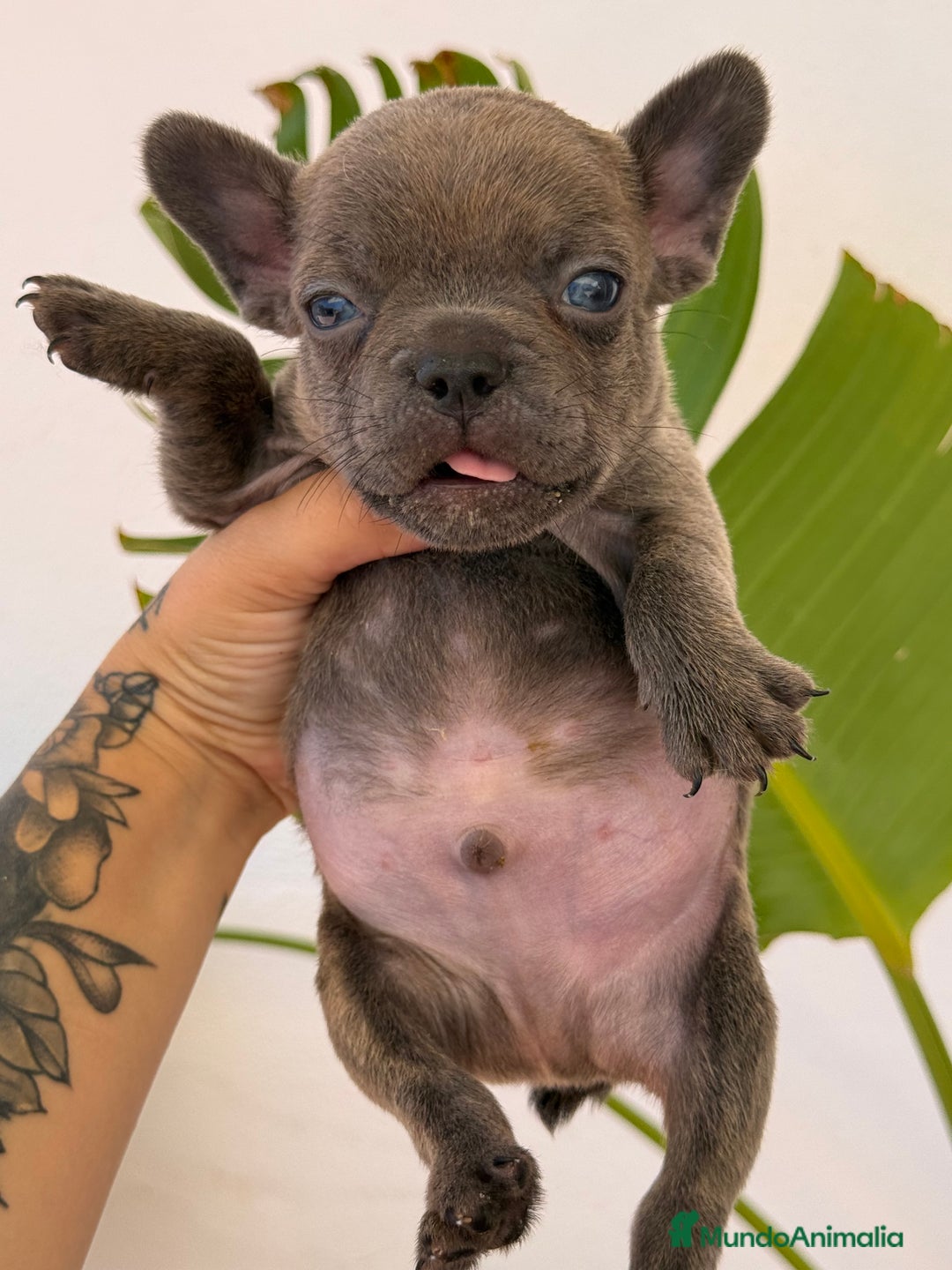 Bulldog Francés perros en venta: Bulldog francés macho mini  - Imagen 3