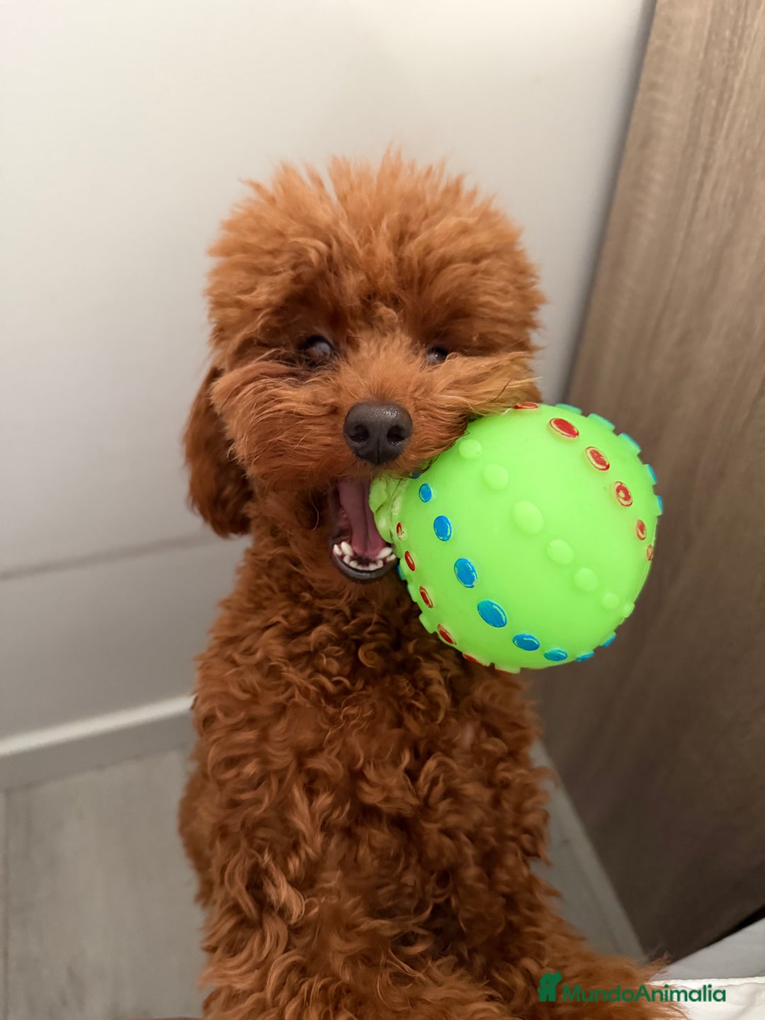 Caniche Toy perros para monta: Espectacular caniche Toy rojo para monta  - Anuncio 3