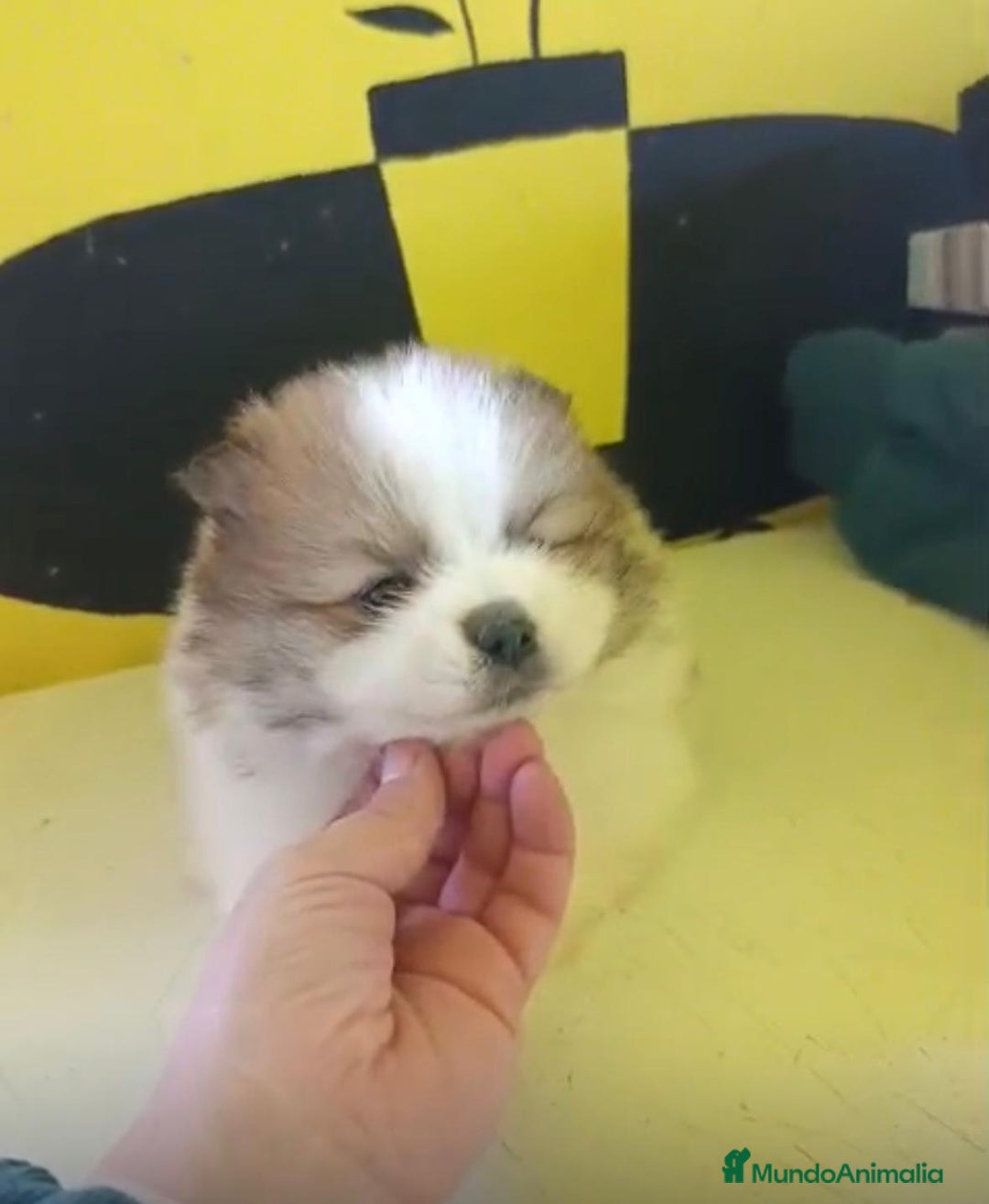 Pomerania perros en venta: Lulu pomerania toy - Anuncio 1