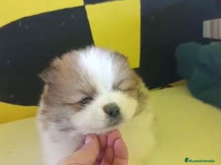 Pomerania perros Lulu pomerania toy - Anuncio 4