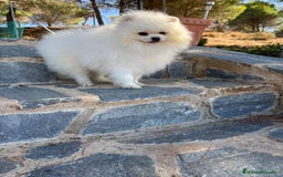 Pomerania perros en venta: Pomerania con vacunación completa !!! - Imagen 9