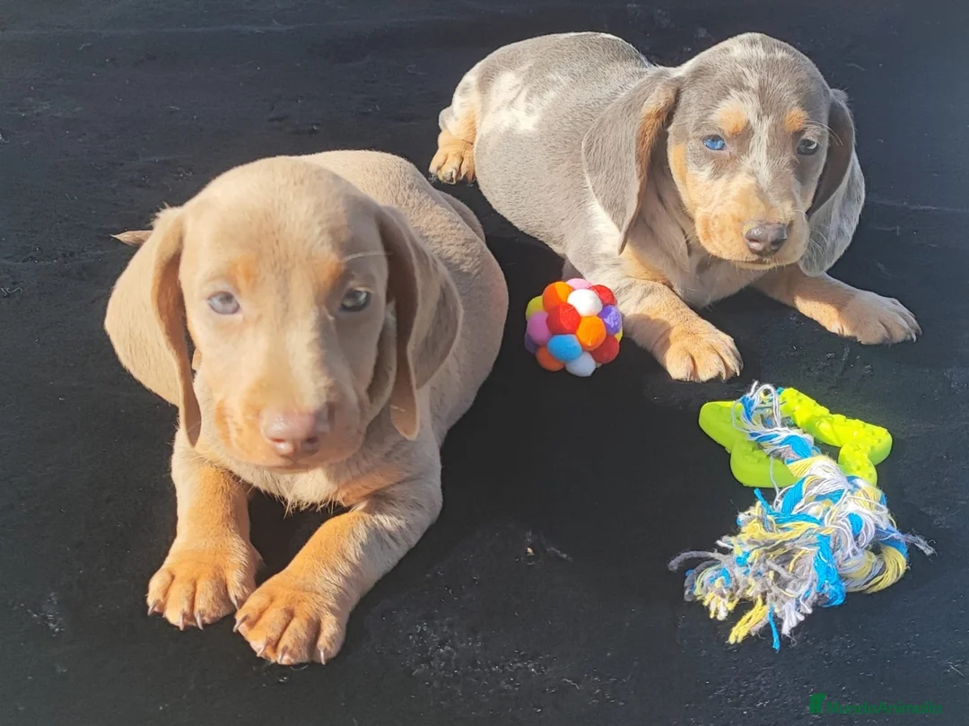 Teckel Miniatura perros en venta: TECKEL EXCLUSIVOS - Anuncio 1