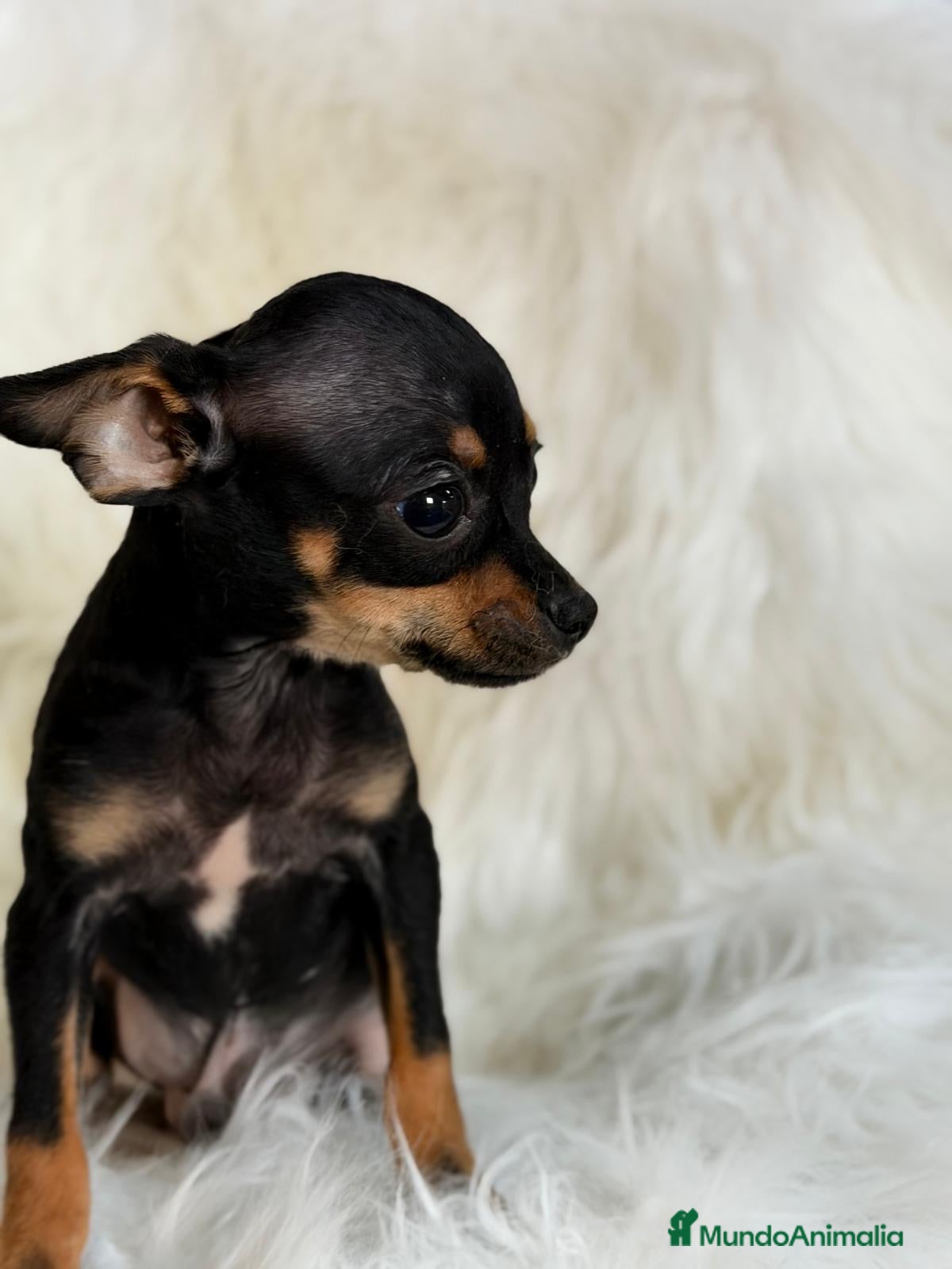 Ratón de Praga perros DIMINUTO RATÓN DE PRAGA MACHO - Anuncio 4