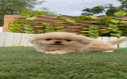Pekinés perros en venta: PEKINES IMPERIAL - Imagen 14