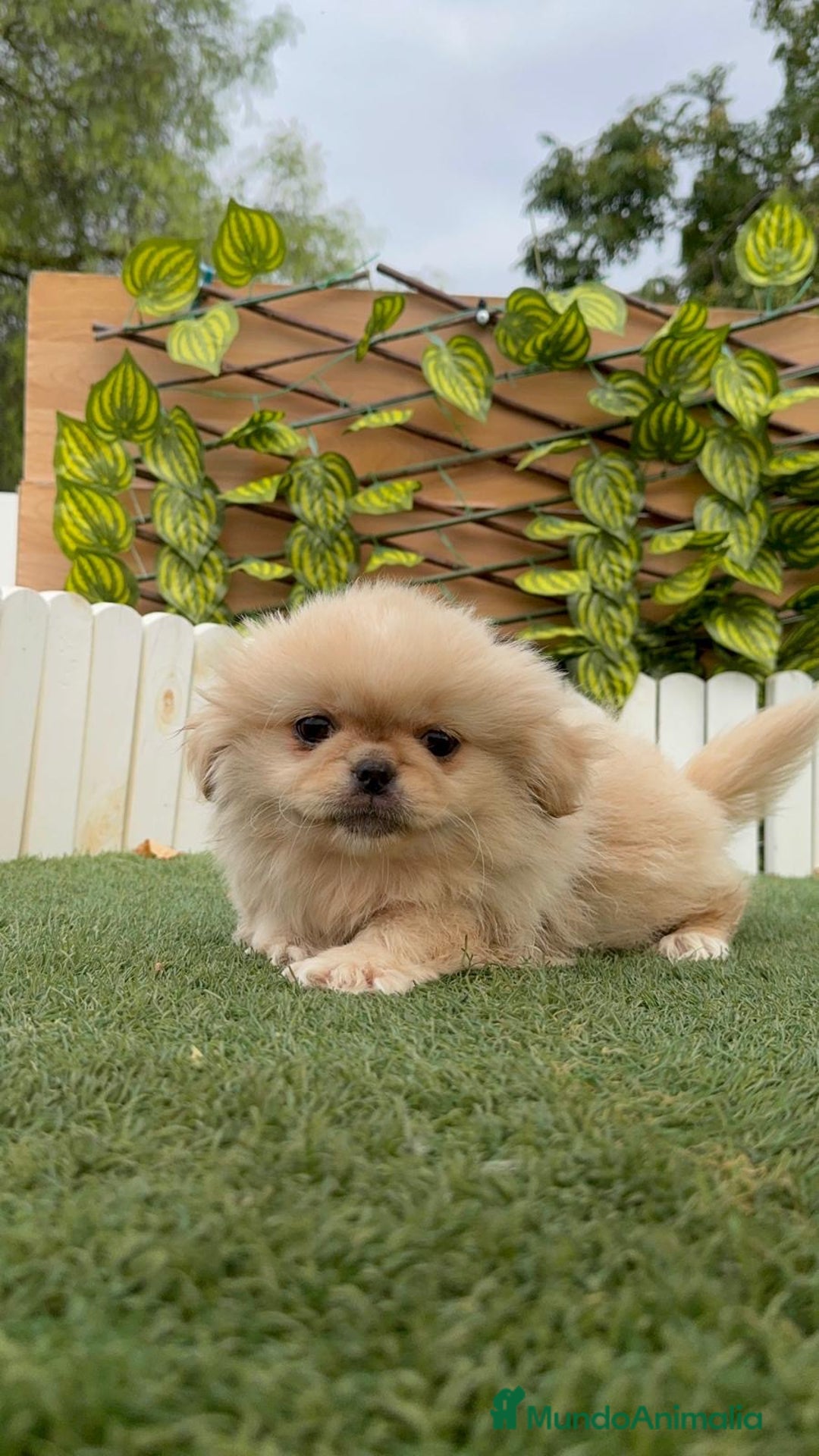 Pekinés perros en venta: PEKINES IMPERIAL - Imagen 14