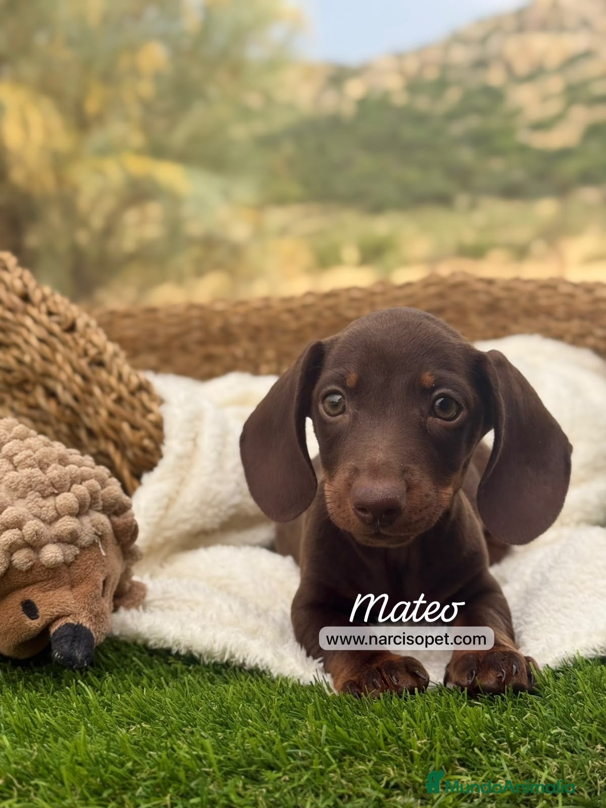 Teckel Miniatura perros TECKEL MACHO - Anuncio 21