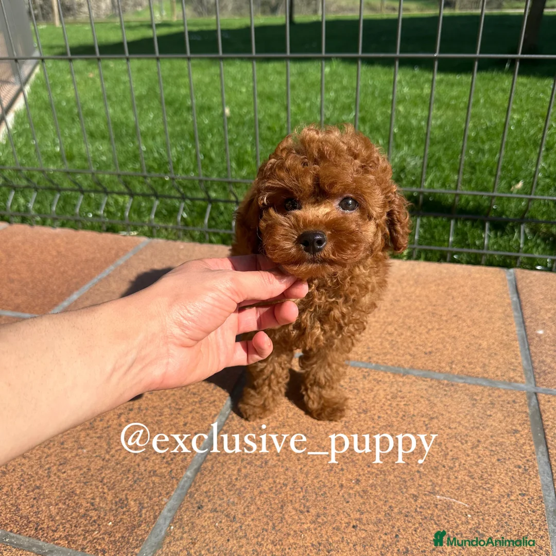 Caniche Toy perros en venta: ESPECTACULAR❣️ CANICHE TOY 🏆 Alta Calidad.  - Anuncio 5