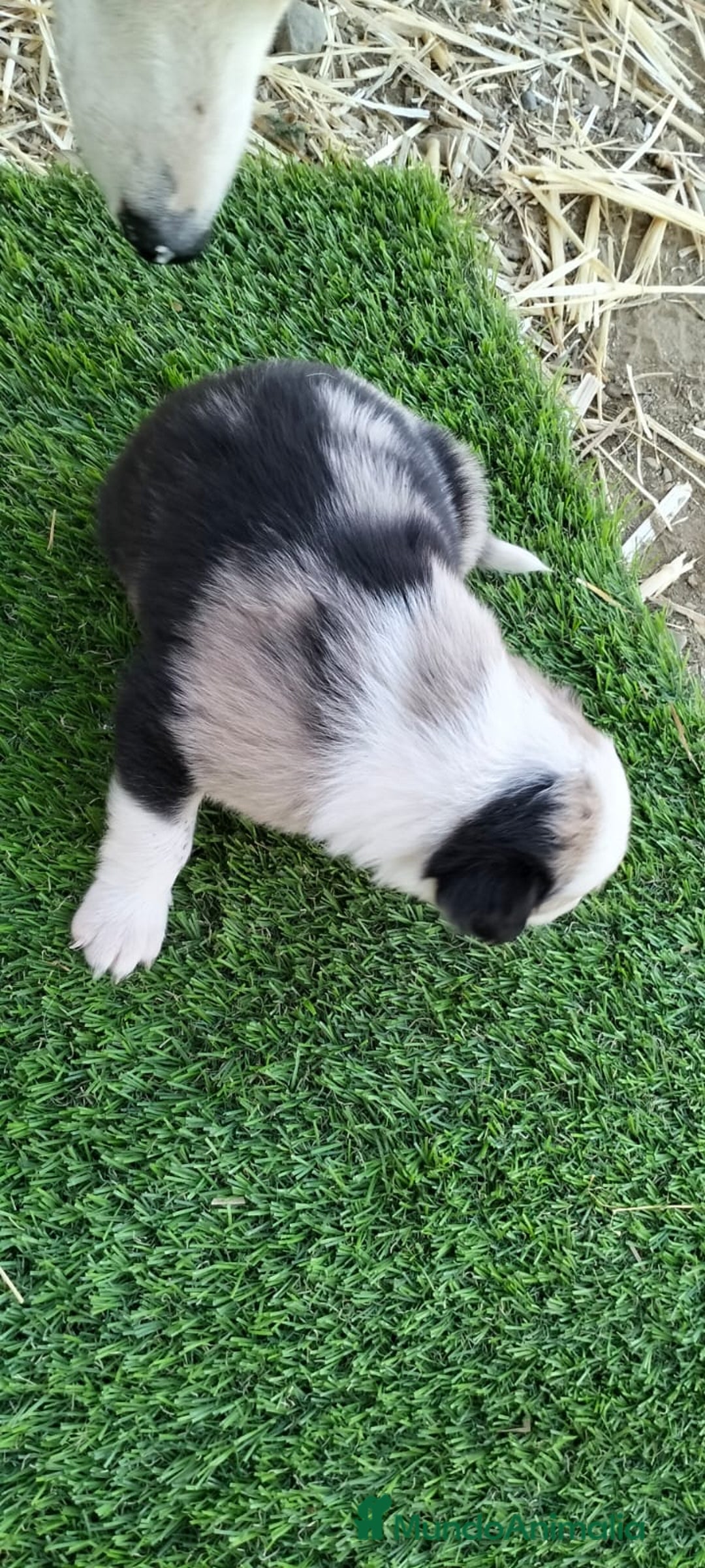 Border Collie perros en venta: Bordes collie - Imagen 3
