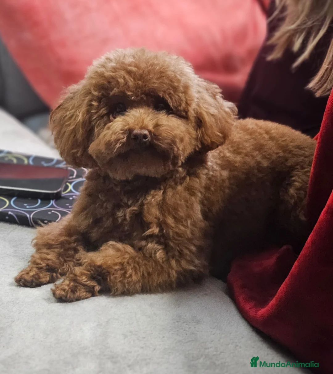 Caniche Enano perros en venta: Cachorro Caniche rojo  - Anuncio 1