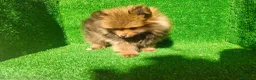 Pomerania perros en venta: Pomerania  - Anuncio 3