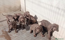 Weimaraner perros en venta: CACHORROS DE BRACO FE WEIMAR  - Imagen 1