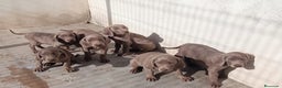 Weimaraner perros en venta: CACHORROS DE BRACO FE WEIMAR  - Anuncio 1