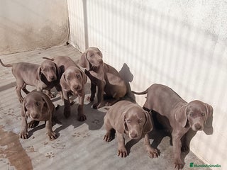 Weimaraner perros - Anuncio 2