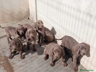 Weimaraner perros CACHORROS DE BRACO FE WEIMAR - Anuncio 26