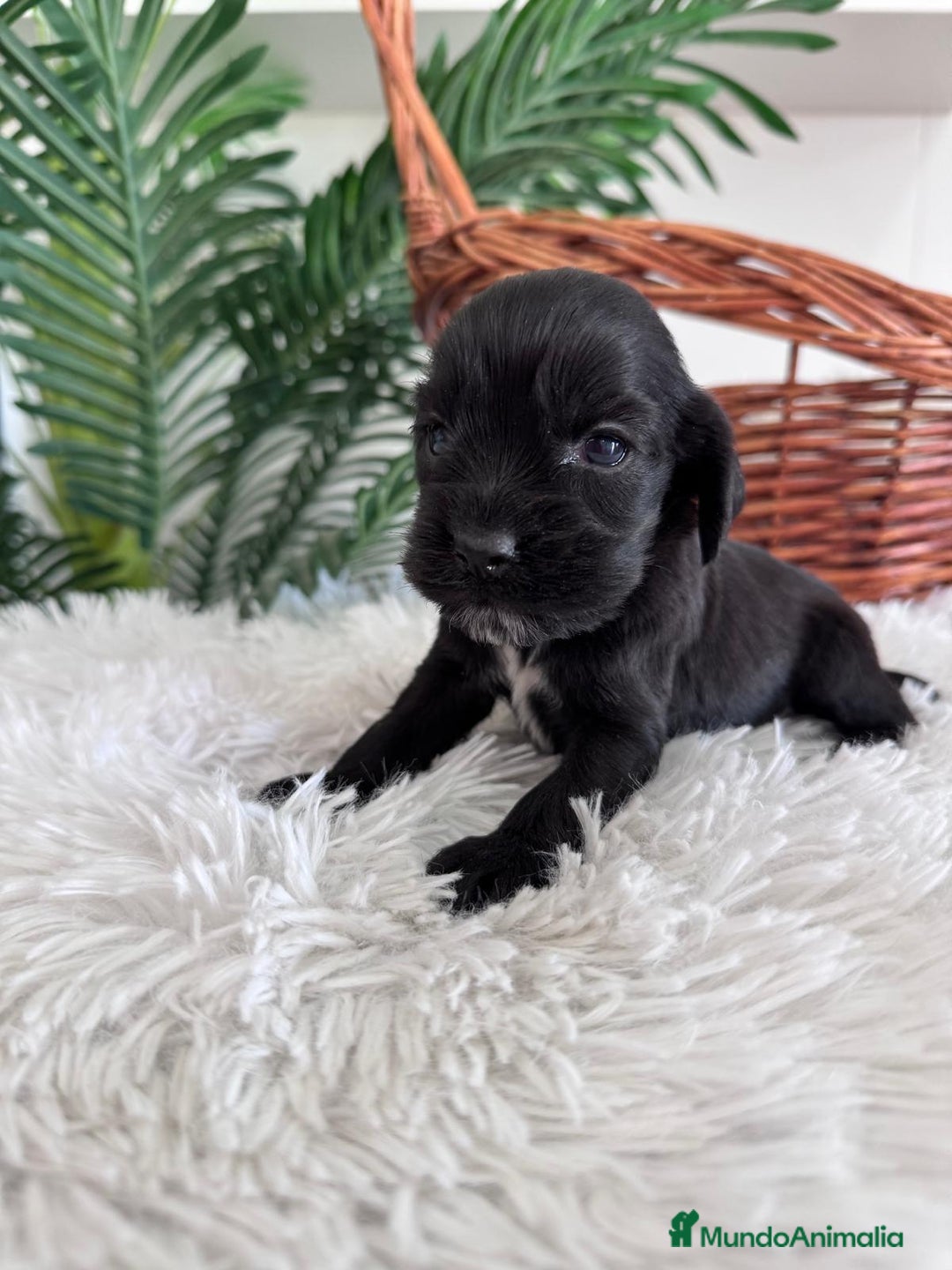 Cocker Spaniel Inglés perros en venta: COCKER SPANIEL INGLES - Imagen 1