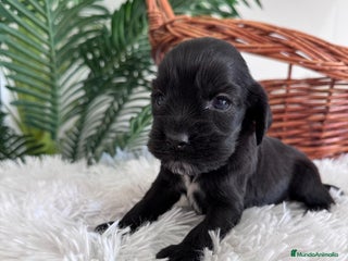 Cocker Spaniel Inglés perros - Anuncio 2