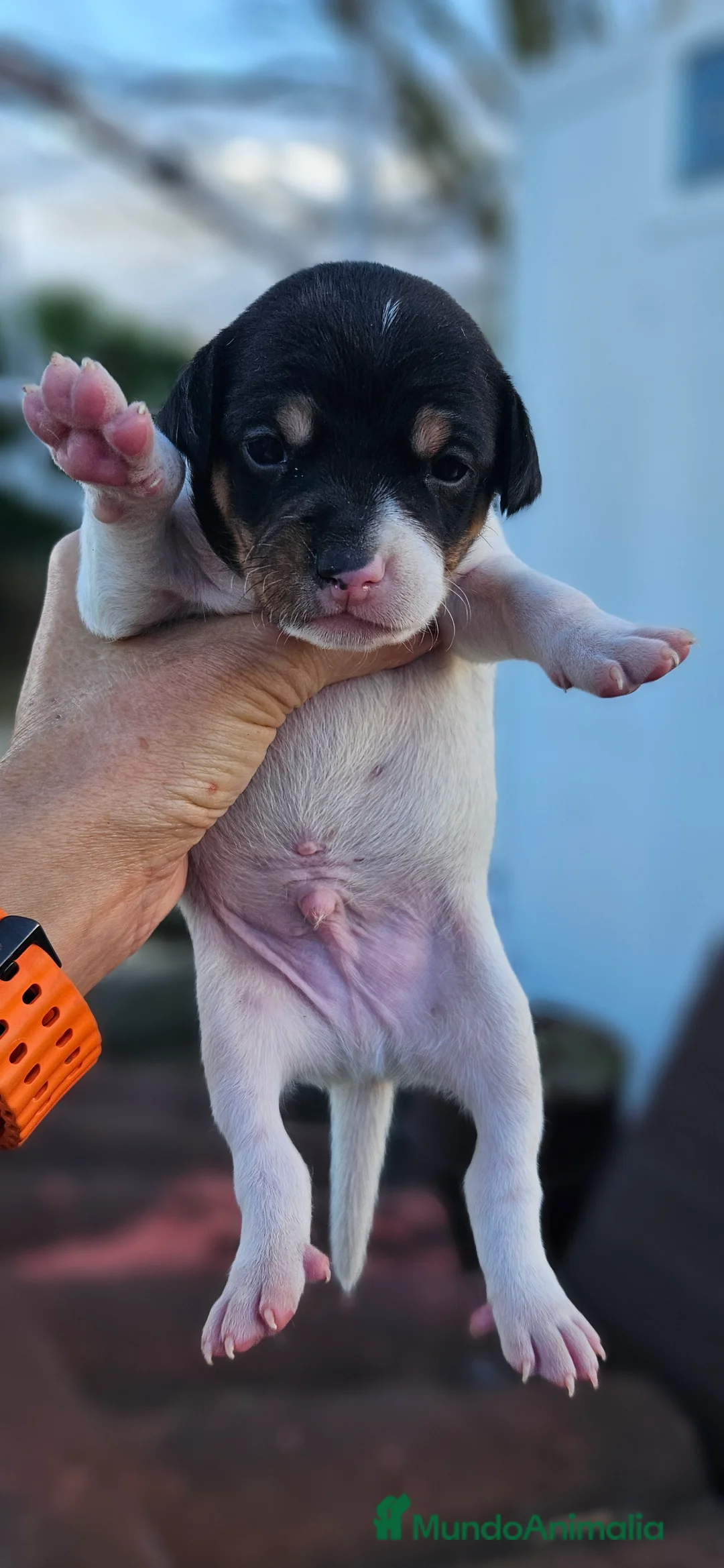 Ratonero Bodeguero Andaluz perros en venta: Ratonero bodeguero andaluz - Anuncio 6
