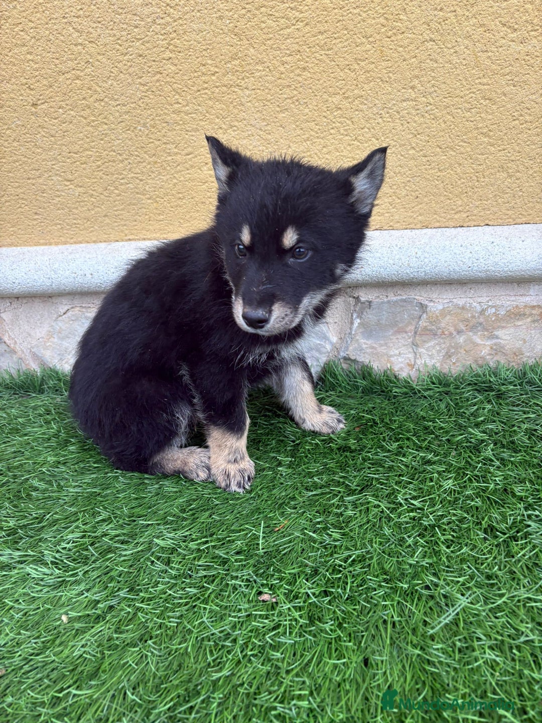 Perro Lobo de Saarloos perros en venta: Perro Lobo Ibérico macho  - Anuncio 8