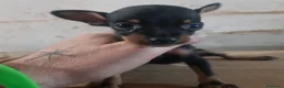 Ratón de Praga perros en venta: Cachorro de ratón de Praga  - Anuncio 4