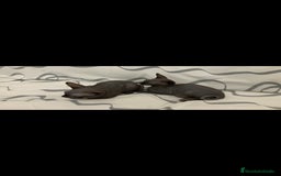 Sphynx gatos en venta: Gatas egipcio  - Imagen 1