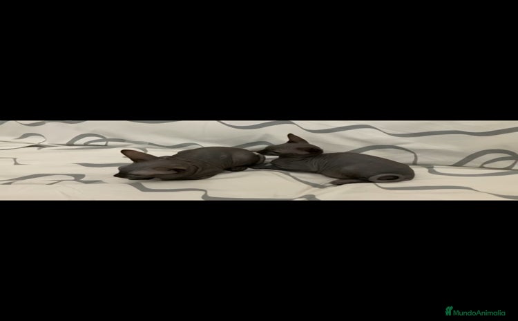 Sphynx gatos - Anuncio 1