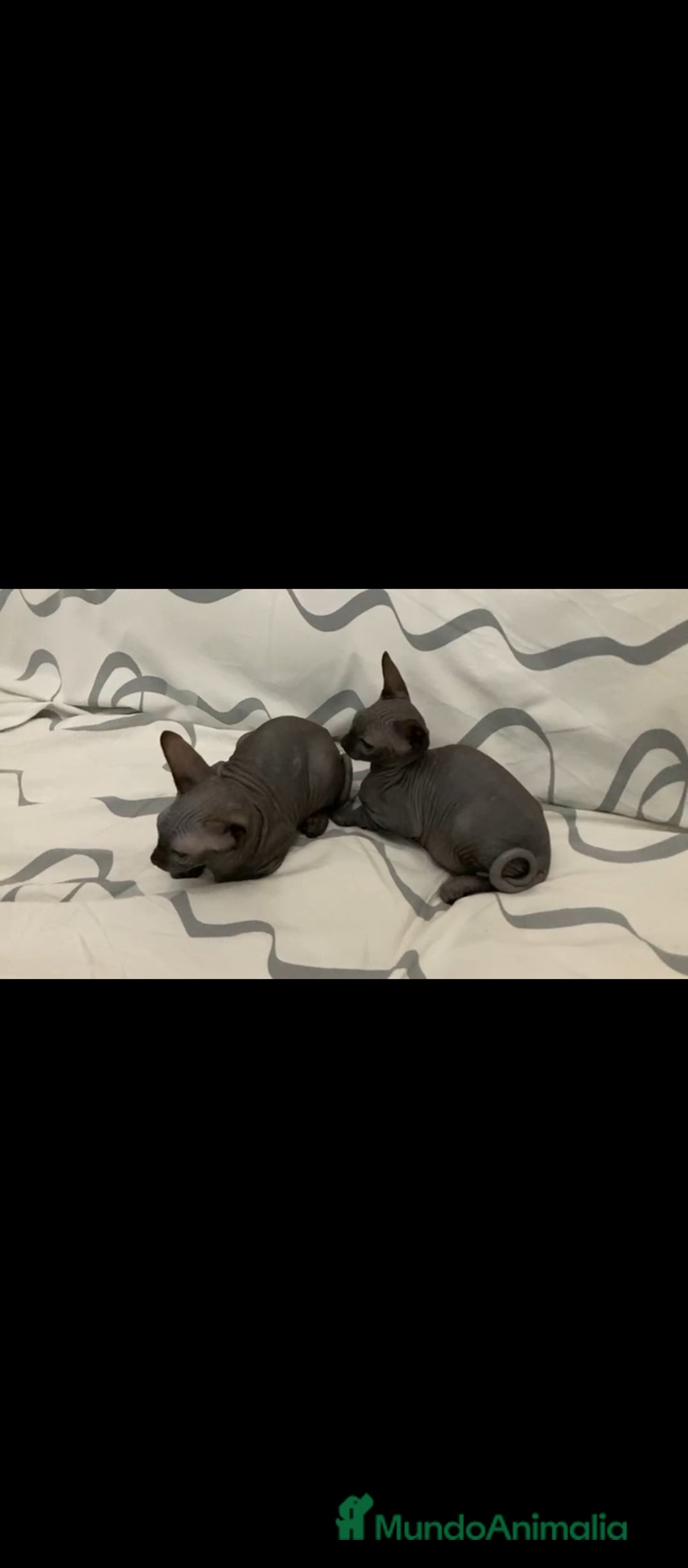 Sphynx gatos en venta: Gatas egipcio  - Imagen 1