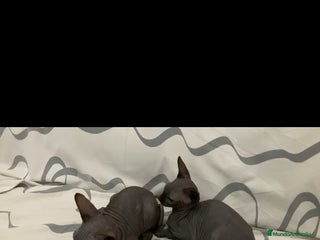 Sphynx gatos - Anuncio 1