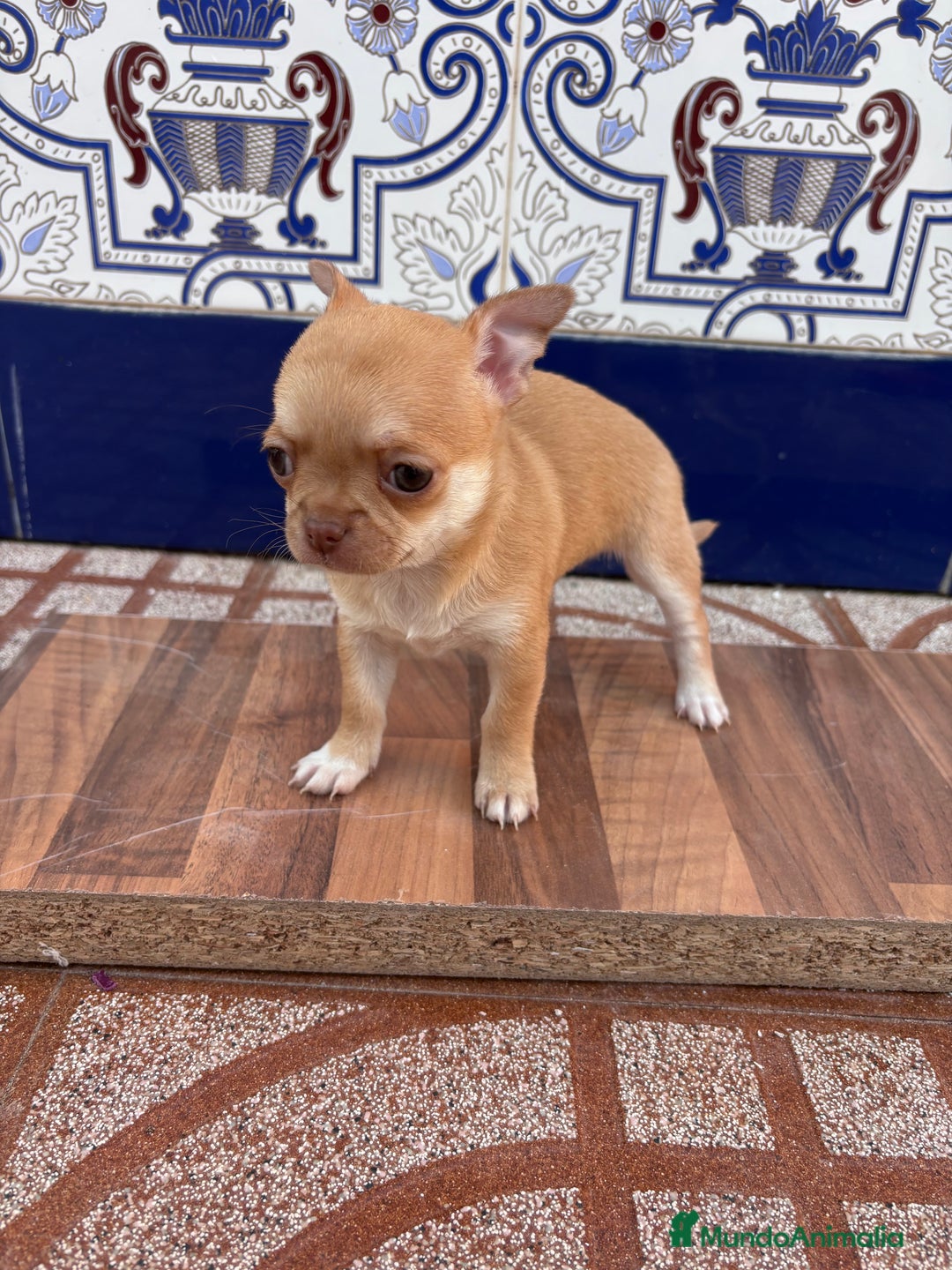 Chihuahua perros en venta: Últimas dos chihuahuas disponibles.  - Anuncio 3