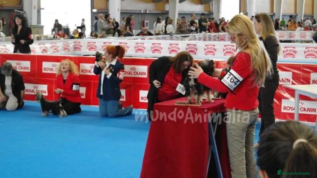 Imagen de galería {{count}}