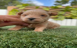 Maltipoo perros en venta: MALTIPOO - Imagen 10