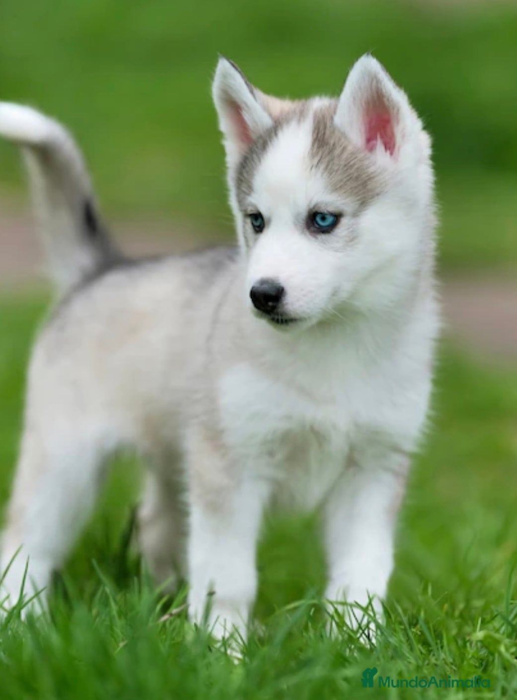 Husky Siberiano perros Husky  - Anuncio 1