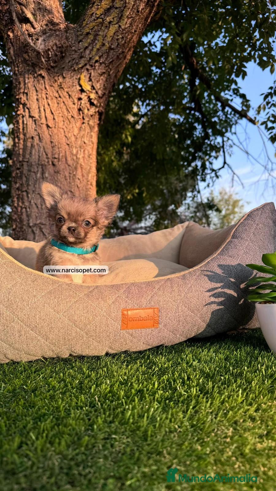 Chihuahua perros CAMADA DE CHIHUAHUA PELO LARGO - Anuncio 2