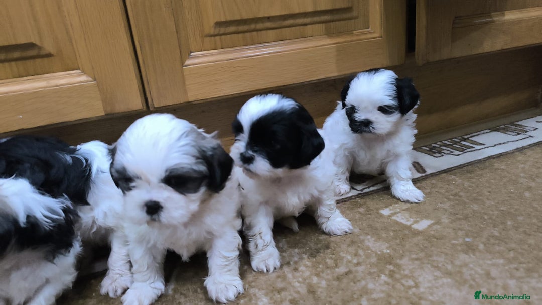Shih Tzu perros en venta: PRECIOSA CAMADA DE SHIT SHU - Anuncio 1