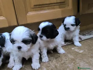 Shih Tzu perros PRECIOSA CAMADA DE SHIT SHU - Anuncio 16