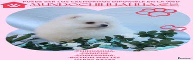Pomerania 2