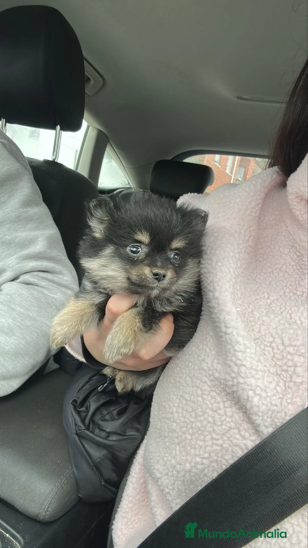 Pomerania perros en venta: Cachorros Pomerania disponibles - Anuncio 9