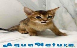 Abisinio gatos en venta:  Abisinio Macho de Mia 7909 AQUANATURA - Imagen 5