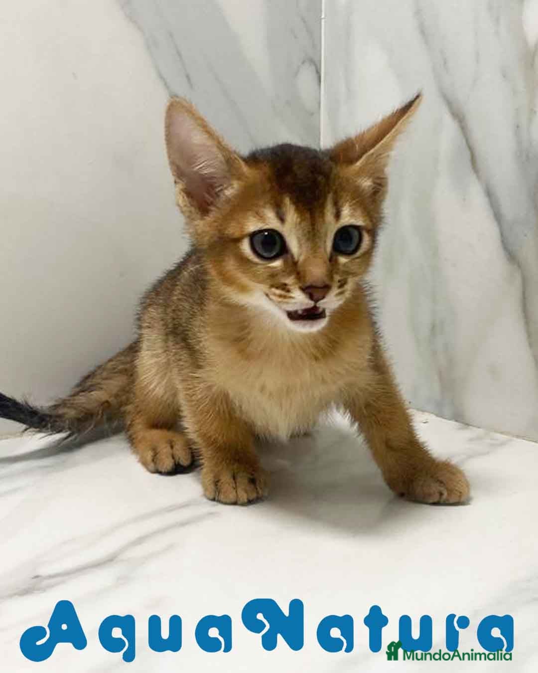 Abisinio gatos en venta:  Abisinio Macho de Mia 7909 AQUANATURA - Imagen 5