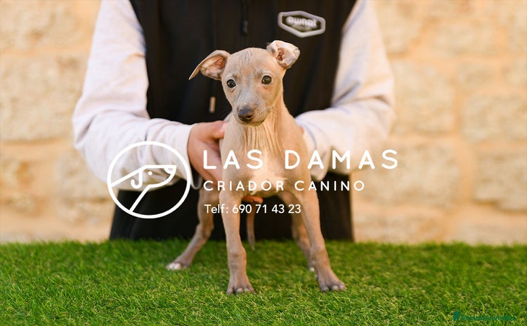 Pequeño Lebrel Italiano perros - Anuncio 3
