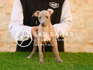 Pequeño Lebrel Italiano perros - Anuncio 1