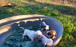 Perro Crestado Chino perros en venta: Crestado Chino con pelo Blanco Macho - Anuncio 4