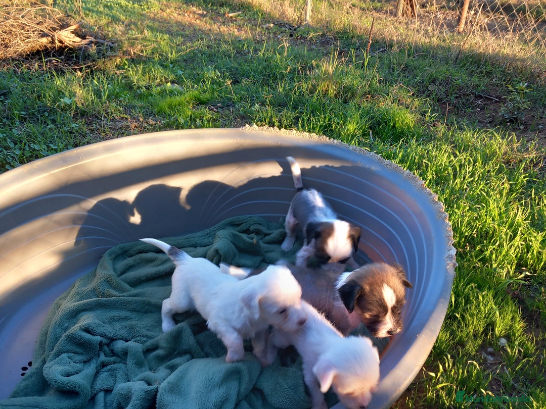 Perro Crestado Chino perros en venta: Crestado Chino con pelo Blanco Macho - Anuncio 4